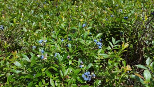 Picture of blueberry field