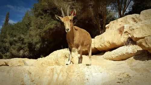 Picture of ibex