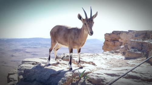 Picture of ibex