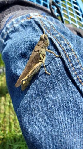 Picture of grasshopper