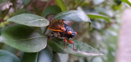 Picture of a cicada